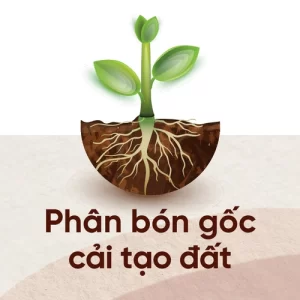 Cải tạo đất và dinh dưỡng gốc