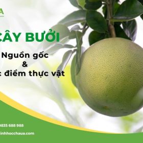 Tong-quan-ve-cay-buoi