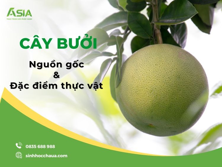 Tong-quan-ve-cay-buoi
