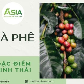 dac-diem-sinh-thai-cua-cay-ca-phe