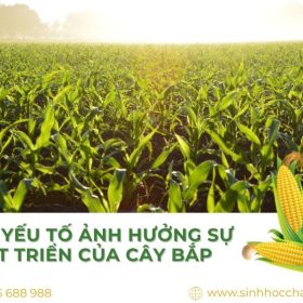 yeu-cau-sinh-thai-cua-cay-bap