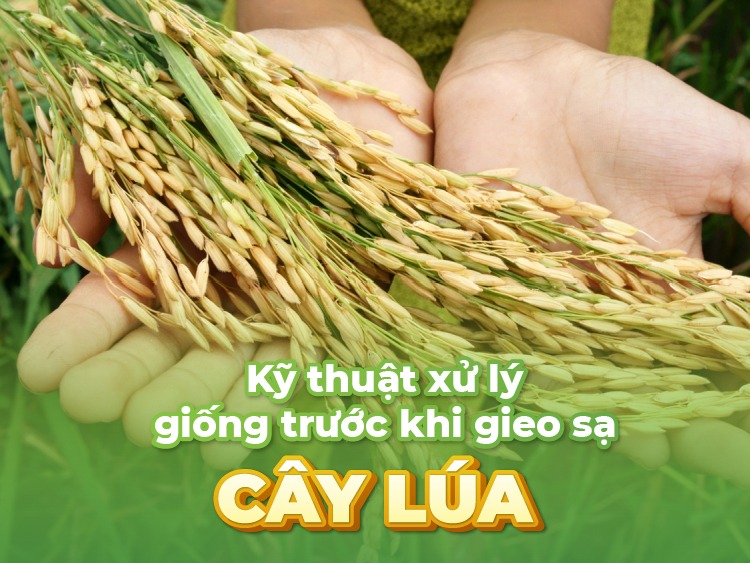 ngam-u-giong-lua