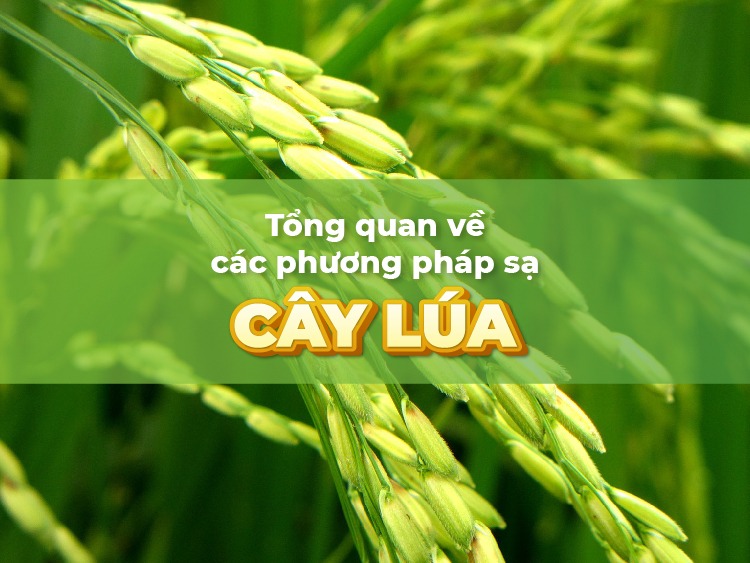 phuong-phap-sa-lua