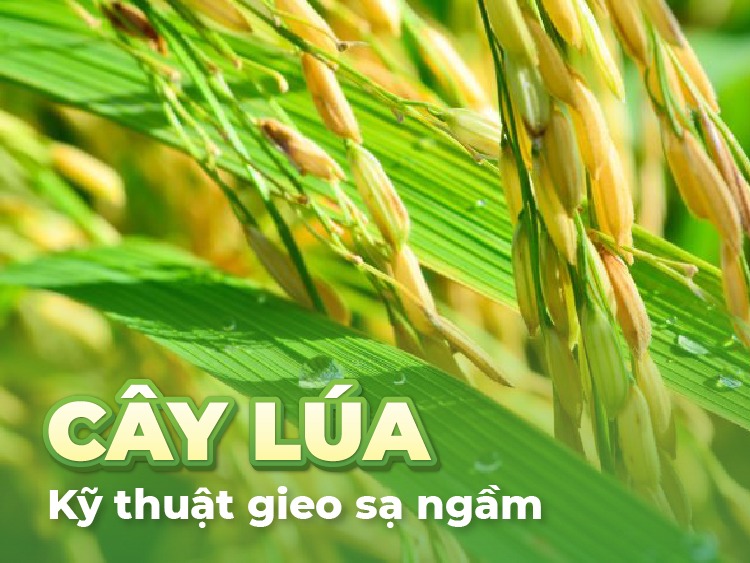 phuong-phap-sa-ngam