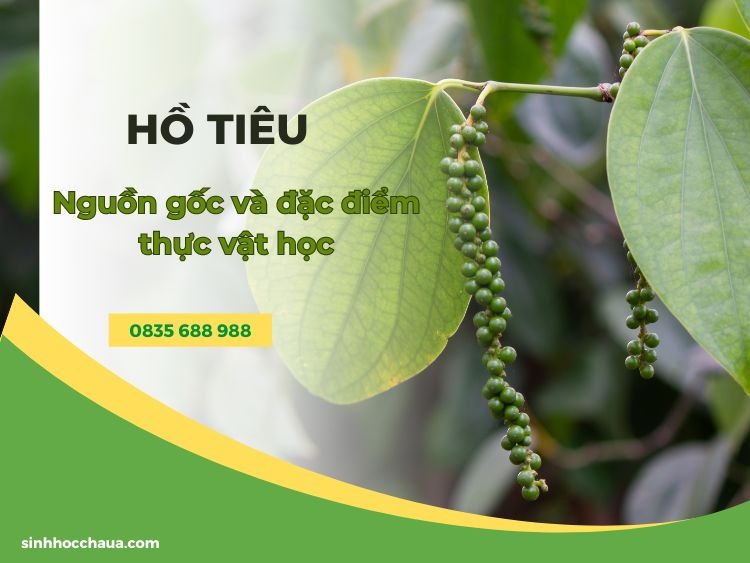 dac-diem-cua-cay-ho-tieu