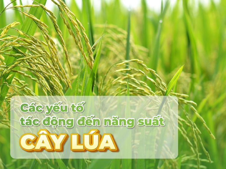 yeu-to-tac-dong-nang-suat-lua