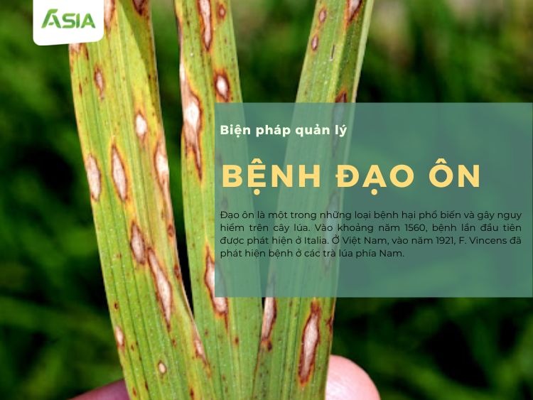 benh-dao-on
