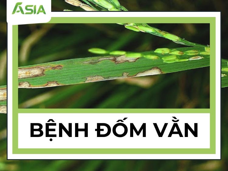 benh-dom-van