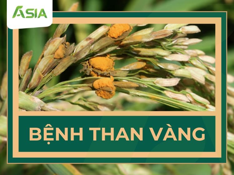 benh-than-vang