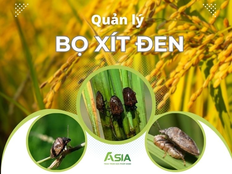bo-xit-den-hai-lua