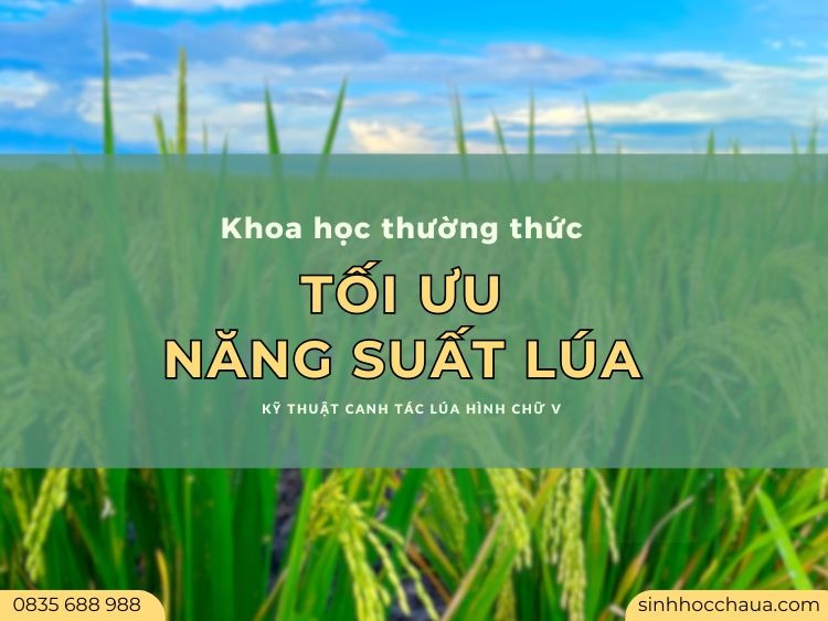 gia-tang-nang-suat-lua
