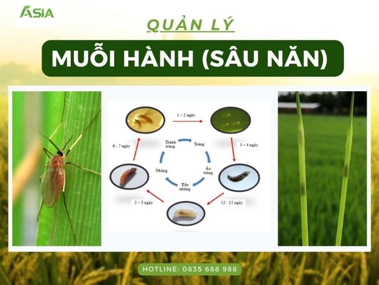 muoi-hanh