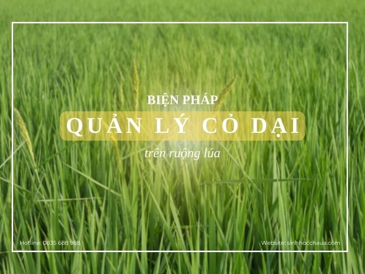 quan-ly-co-dai