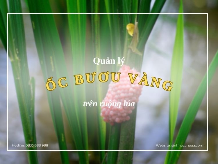 quan-ly-oc-buou-vang
