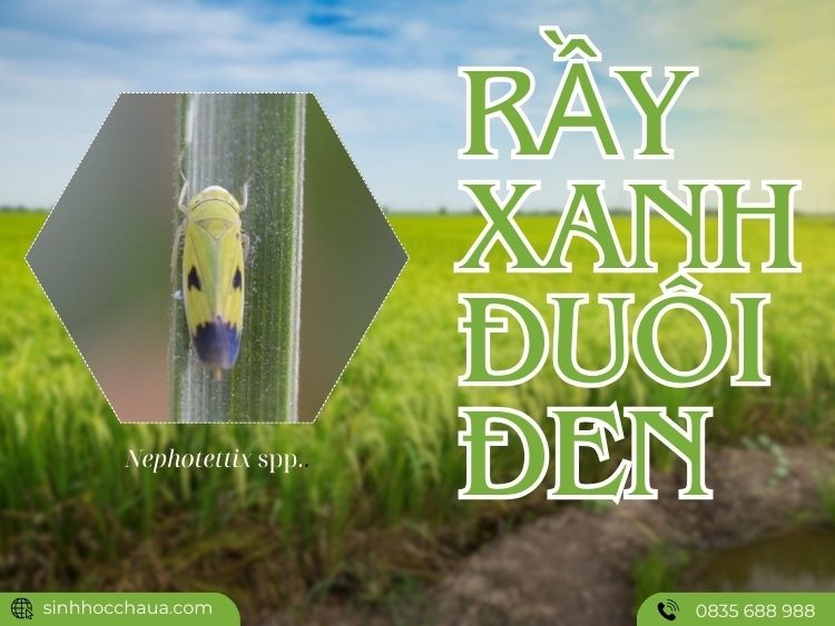 ray-xanh-duoi-den