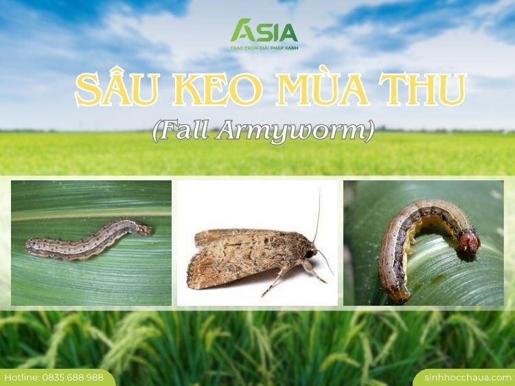 sau-keo-mua-thu