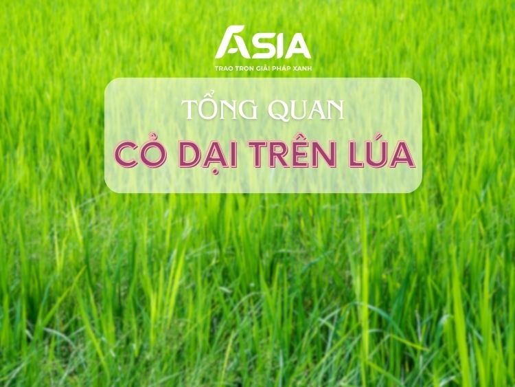 co-dai-gay-hai-lua
