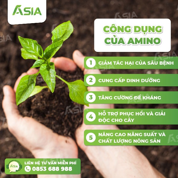 phân bón lá amino cho cây ớt