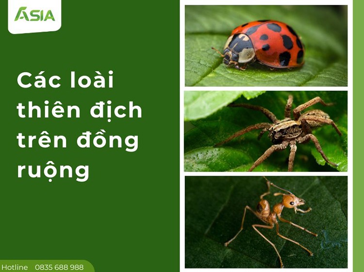 cac-loai-thien-dich