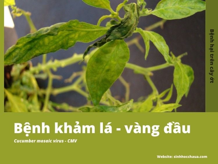 benh-kham-tren-ot