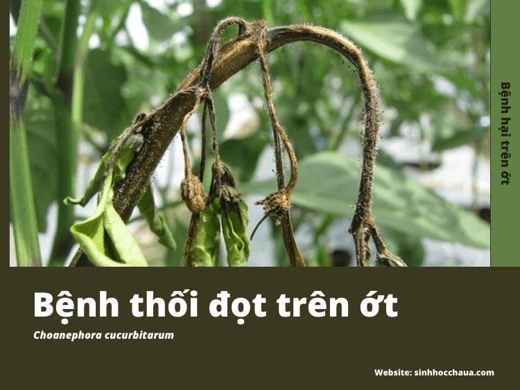 benh-thoi-dot-non-ot