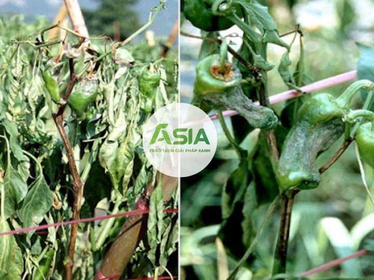 biểu hiện bệnh sương mai trên ớt