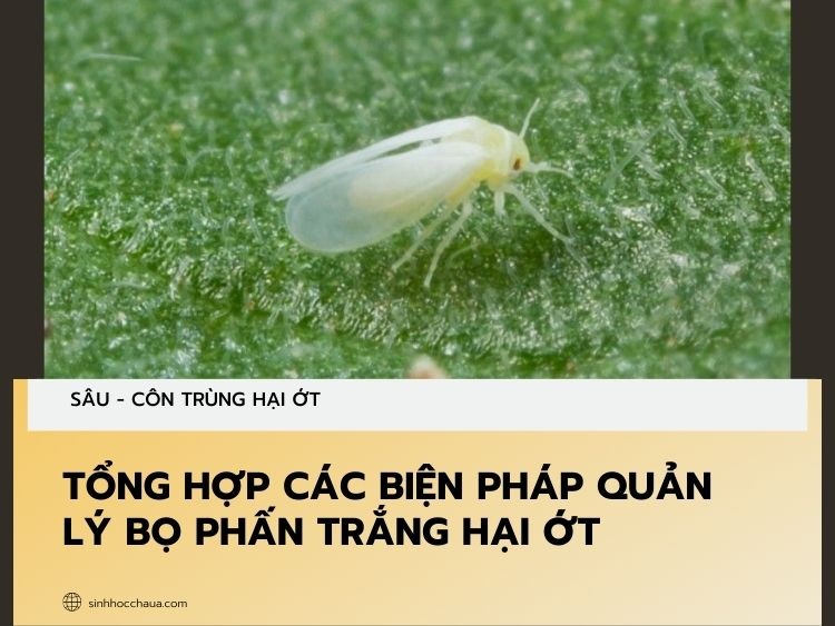 bo-phan-trang-hai-ot