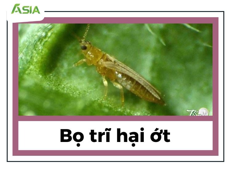 bo-tri-hai-ot
