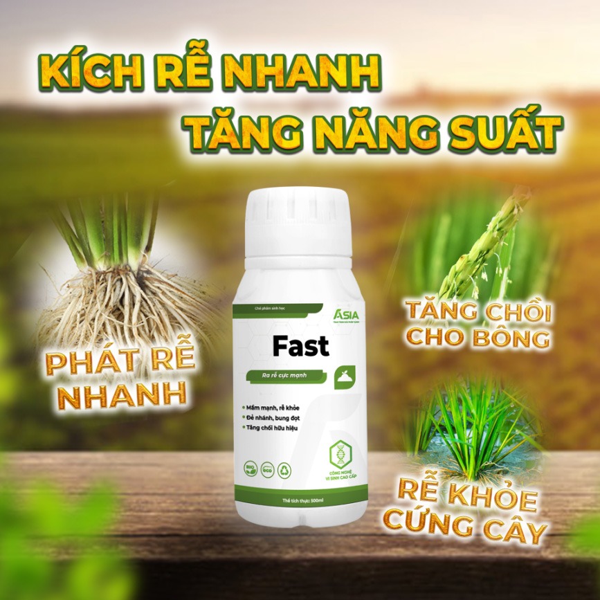 giải pháp chăm sóc lúa thời kỳ nắng nóng
