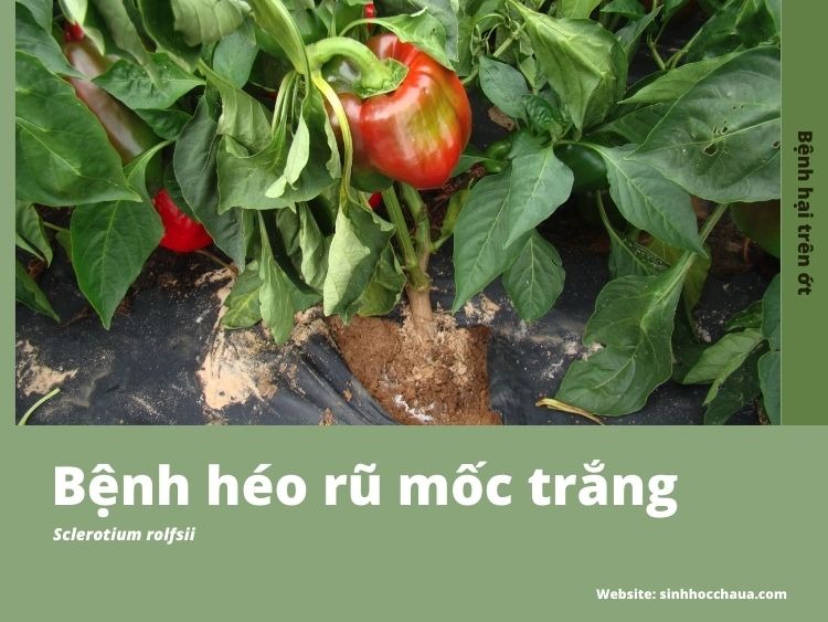heo-ru-moc-trang-tren-ot