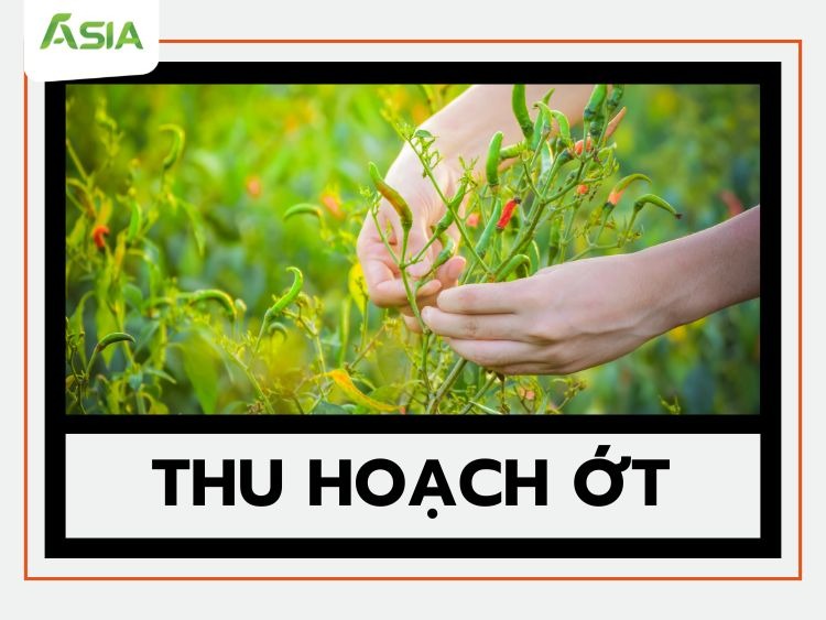ky-thuat-thu-hoach-ot