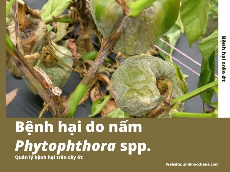 nam-phytophthora-tren-ot