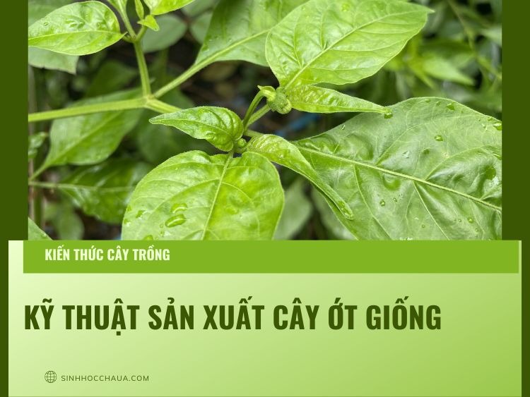 san-xuat-cay-ot