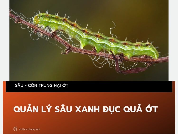 sau-xanh-duc-qua-hai-ot