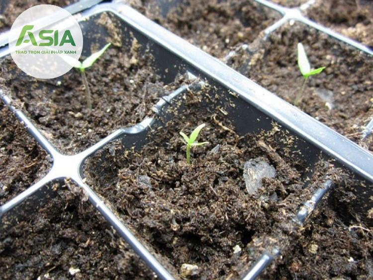 Sản xuất cây ớt giống như thế nào?