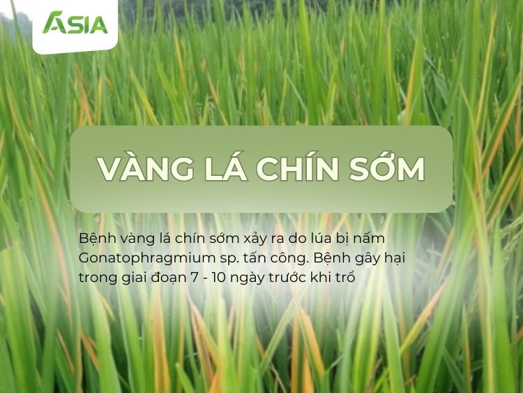 vang-la-chin-som