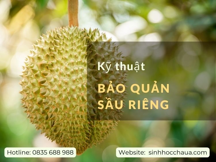 bao-quan-sau-rieng