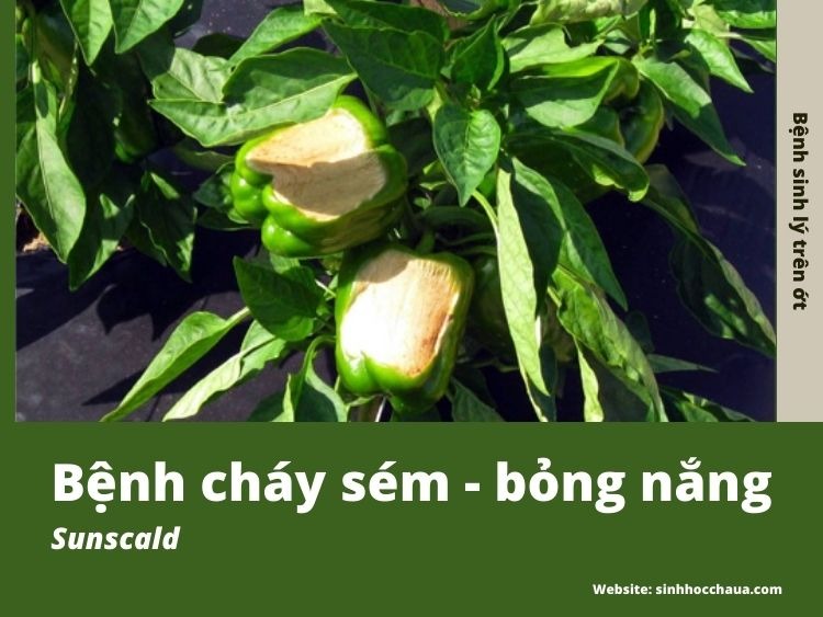 benh-chay-sem