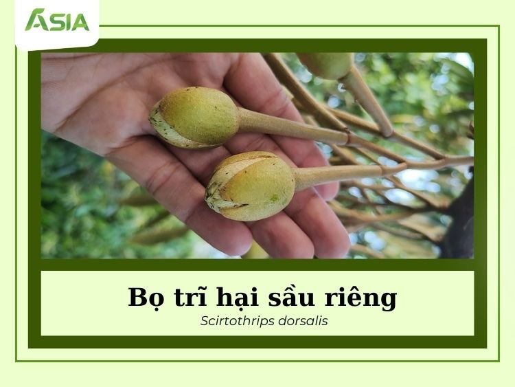 bo-tri-hai-sau-rieng