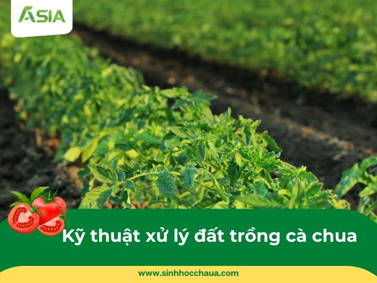 cach-lam-dat-trong-ca-chua