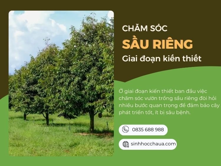 cham-soc-sau-rieng-con