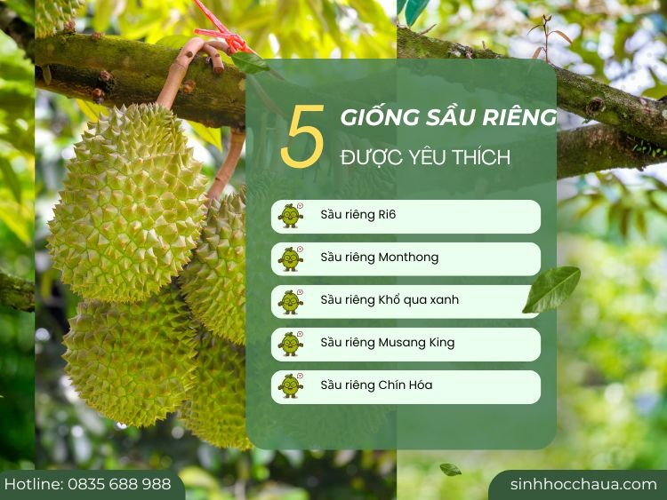 dac-diem-cac-giong-sau-rieng
