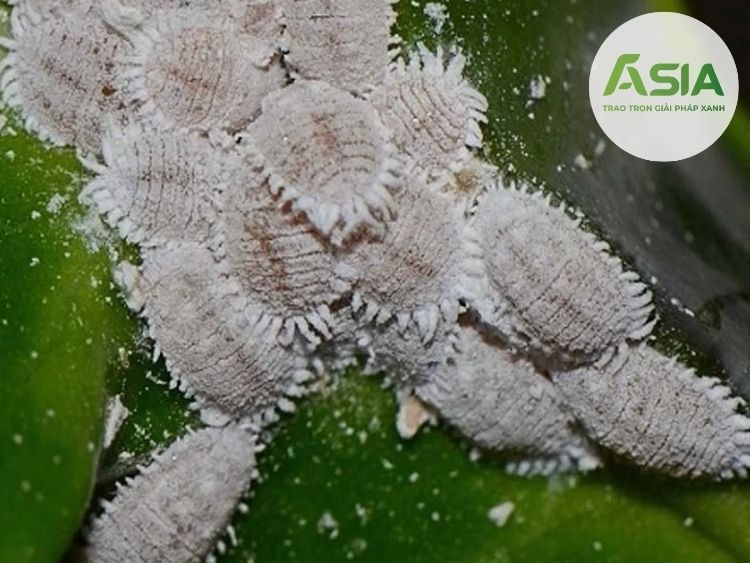 Đặc điểm rệp sáp hại sầu riêng
