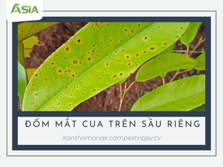 dom-mat-cua-tren-sau-rieng