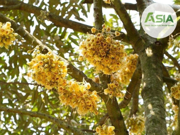 Kỹ thuật chăm sóc sầu riêng giai đoạn kinh doanh để cây cho năng suất tốt, ổn định và tuổi thọ kéo dài 