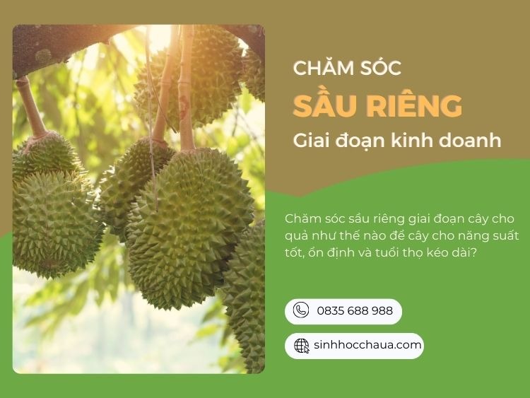 ky-thuat-cham-soc-sau-rieng-giai-doan-kinh-doanh