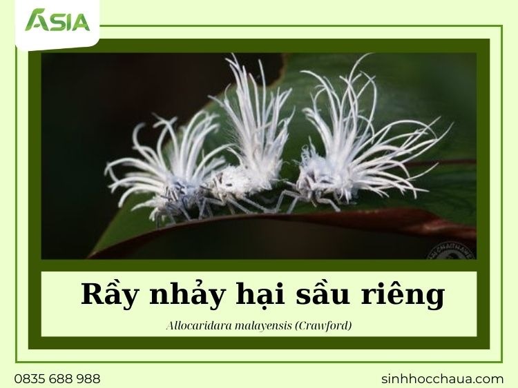 ray-nhay-hai-sau-rieng