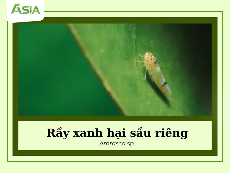 ray-xanh-hai-sau-rieng