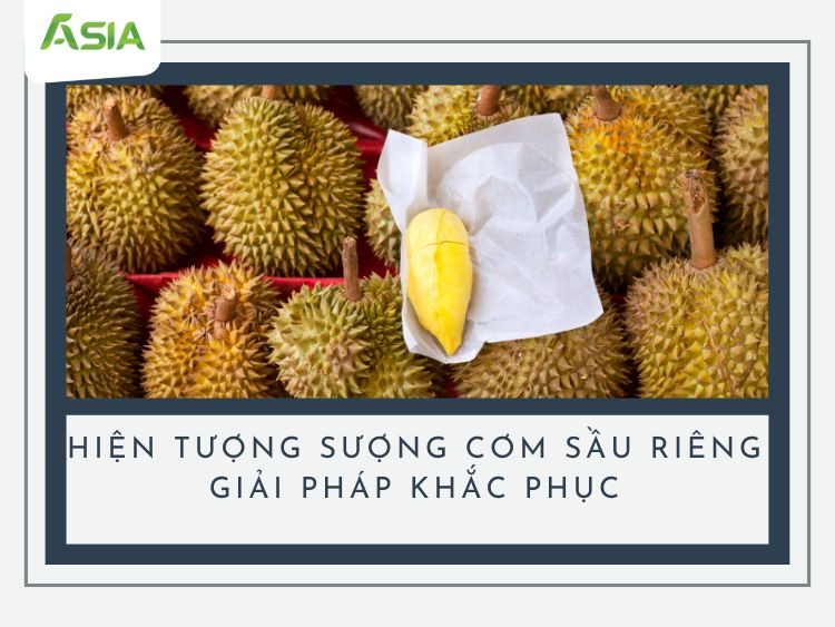 suong-com-sau-rieng