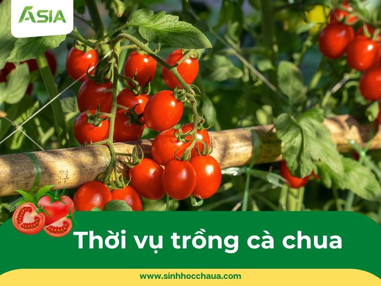 thoi-vu-trong-ca-chua